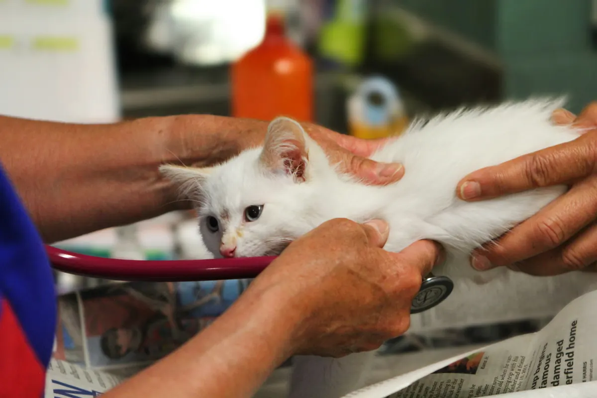 Veterinary team member listening to a white kitten's chest with a stethoscope