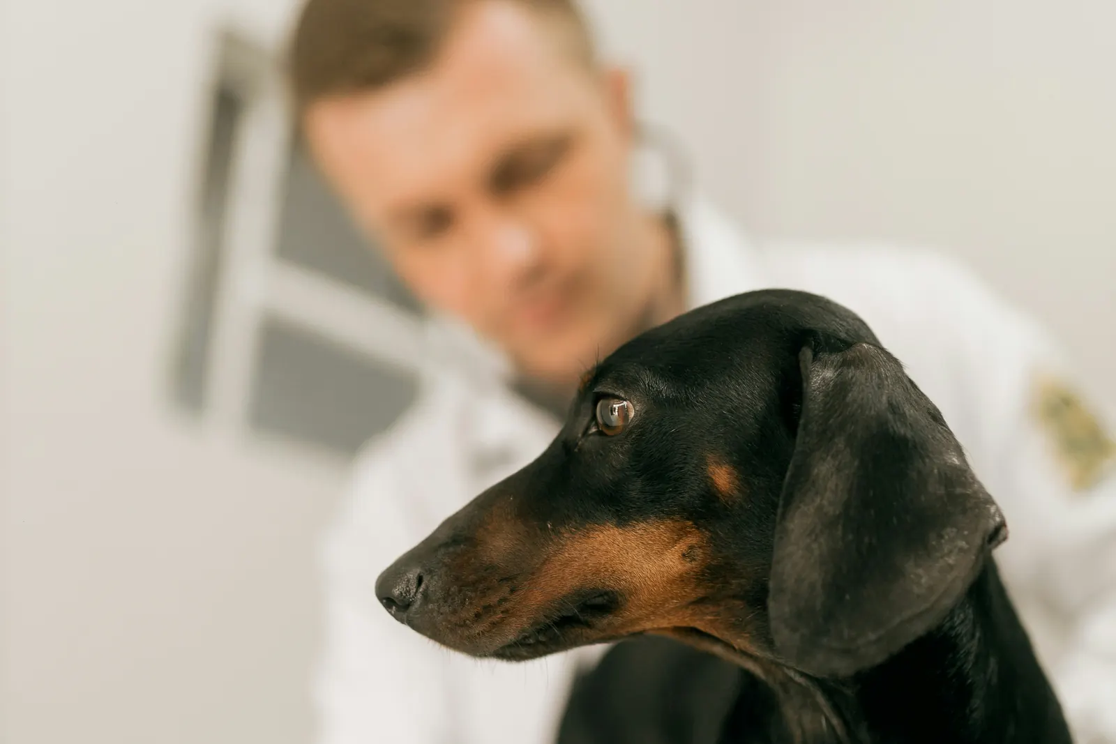 Veterinarian in a white coat examining a black and tan dachshund on an exam table